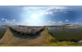 순천시 동천 벚꽃