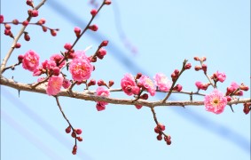 뒤늦게 피우기 시작한 매곡 탐매 꽃봉오리