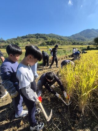순천시 낙안면, 낙안초 학생들과 올해 첫 벼베기 행사